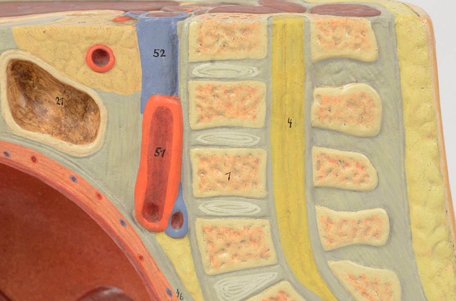 Strumenti medici d'epoca/4076-Ventre di donna