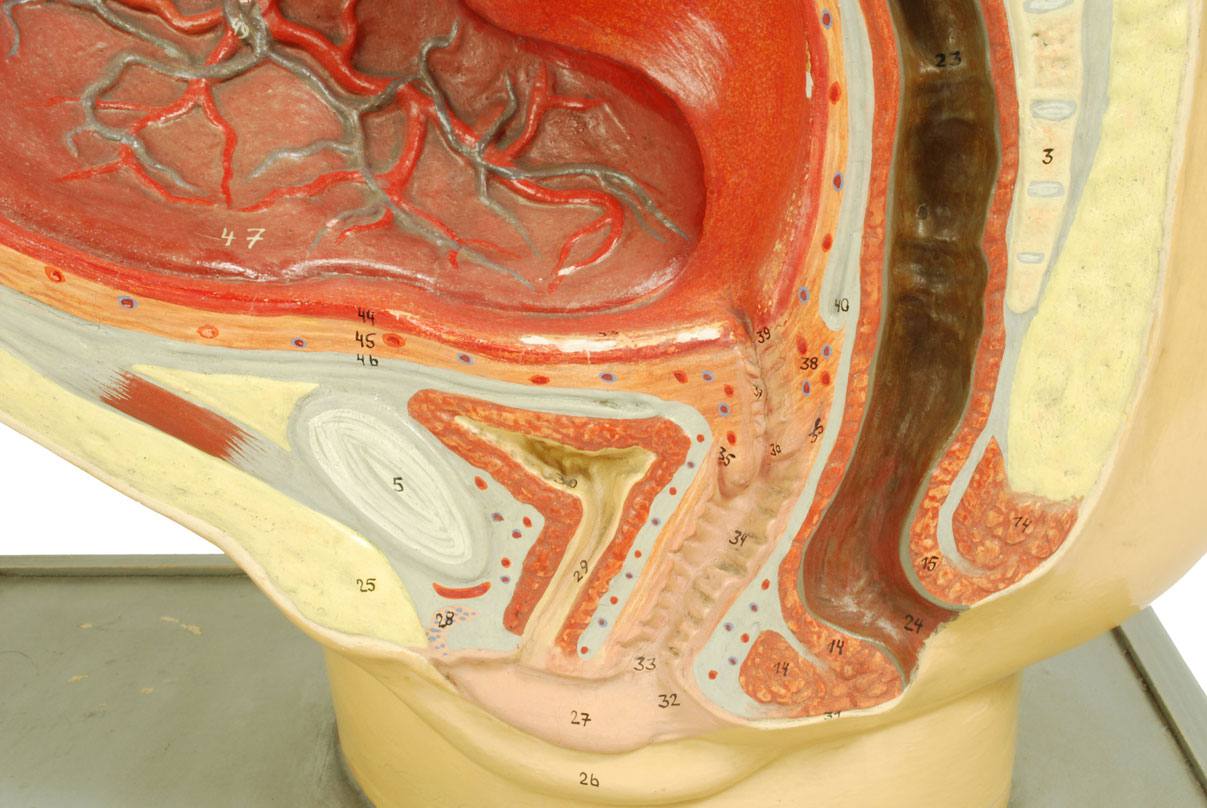 Strumenti medici d'epoca/4076-Ventre di donna