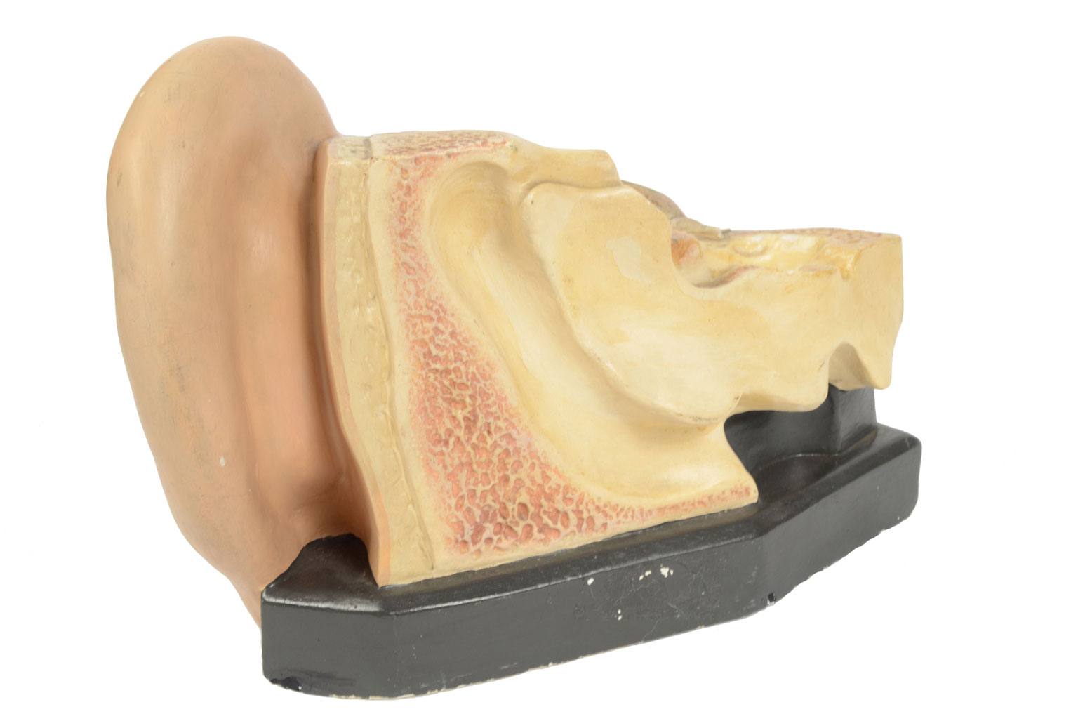 Old medical instruments/4164-Ear model