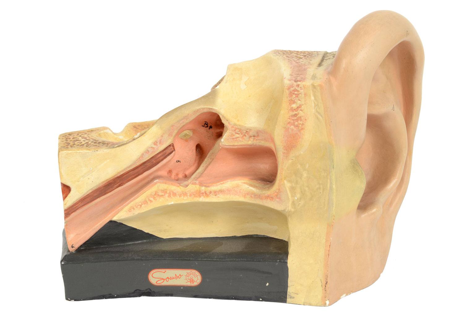 Old medical instruments/4164-Ear model