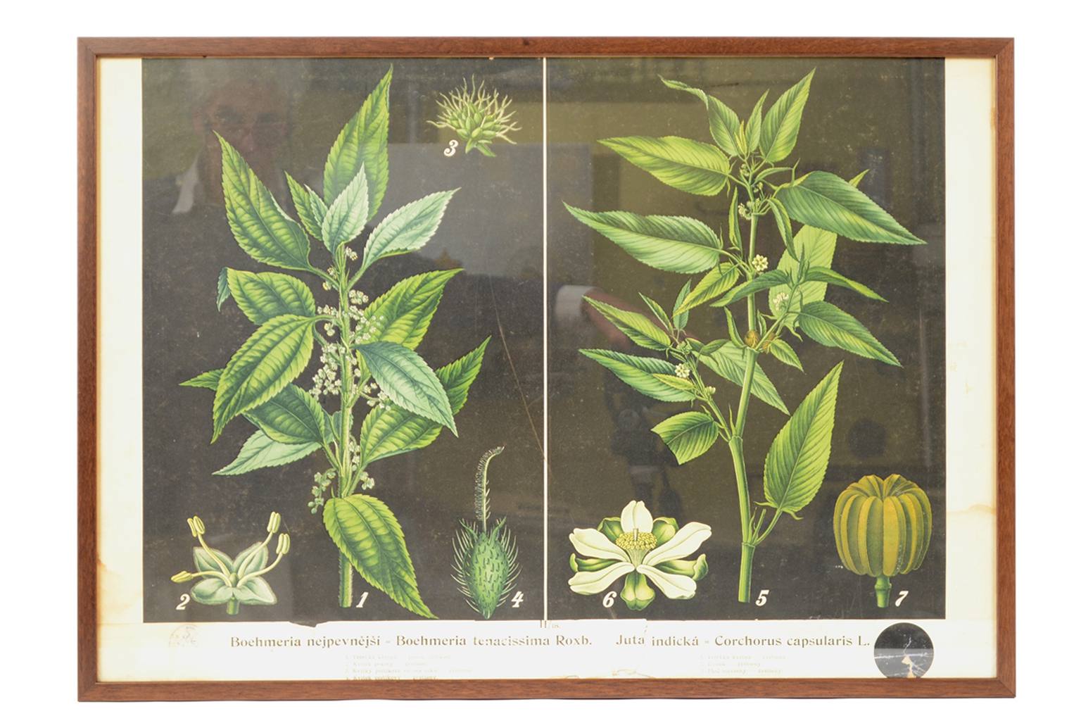 Natural history/4187-1-Boehmeria tenacissima