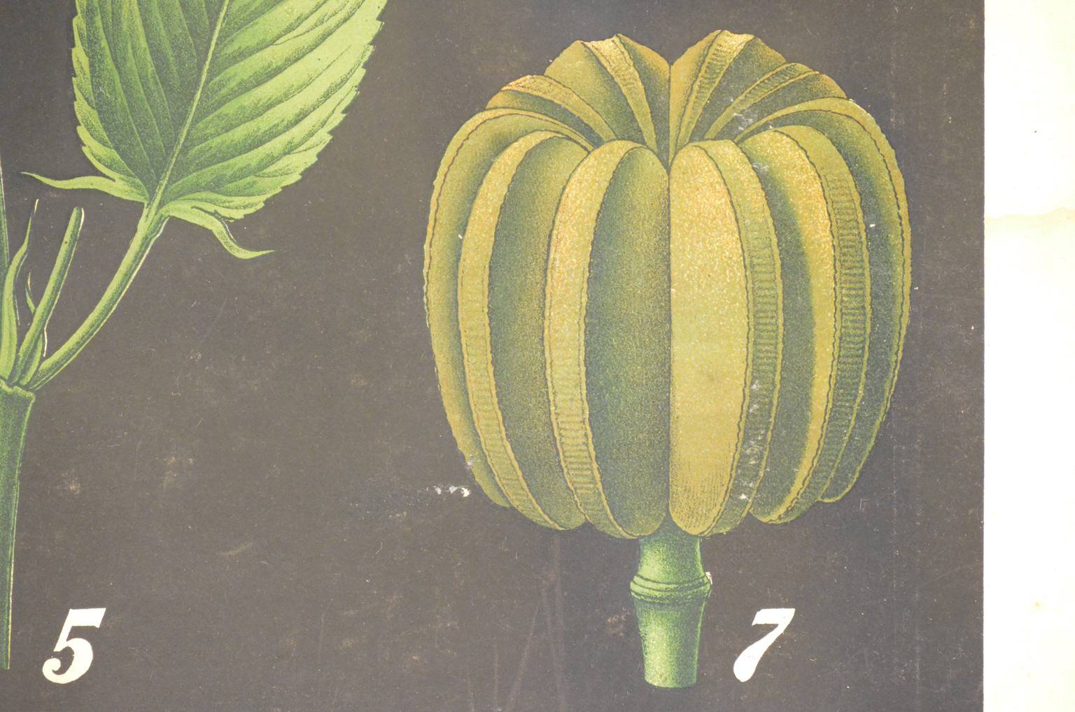 Natural history/4187-1-Boehmeria tenacissima