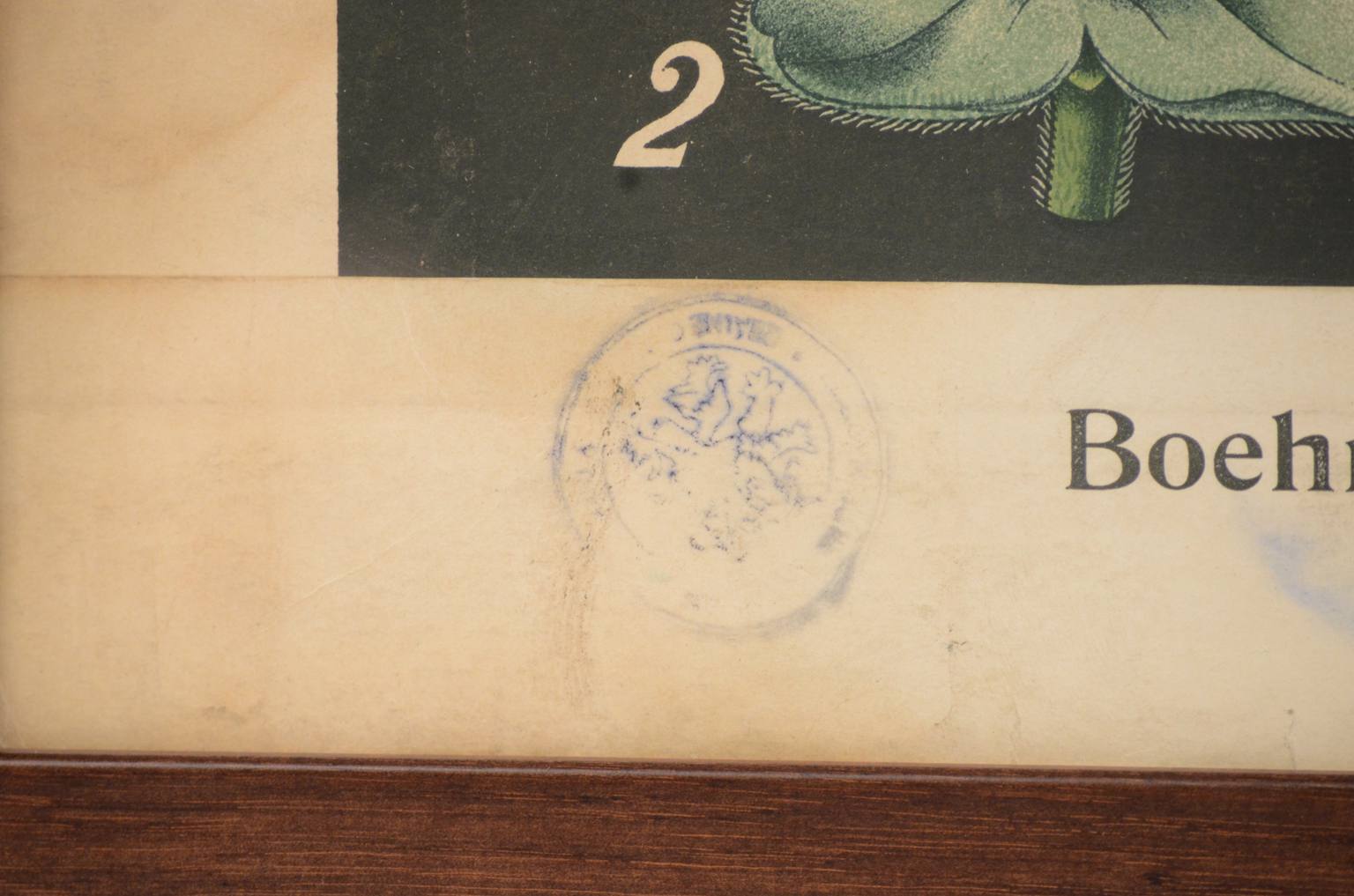 Natural history/4187-1-Boehmeria tenacissima