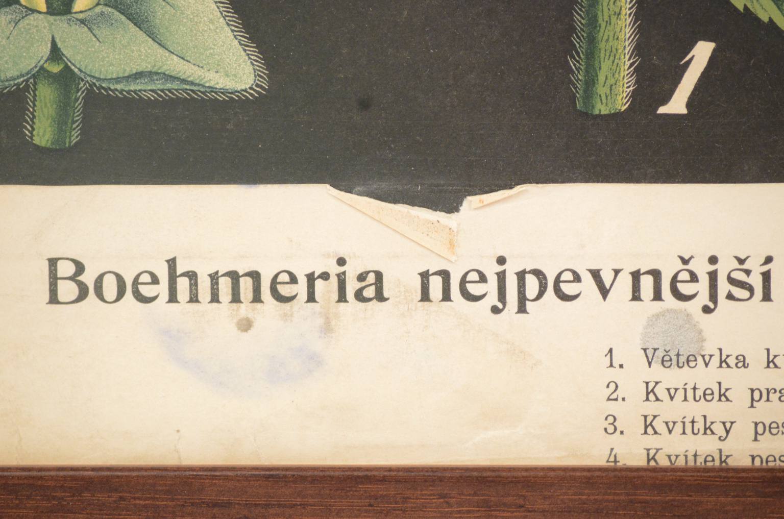 Natural history/4187-1-Boehmeria tenacissima