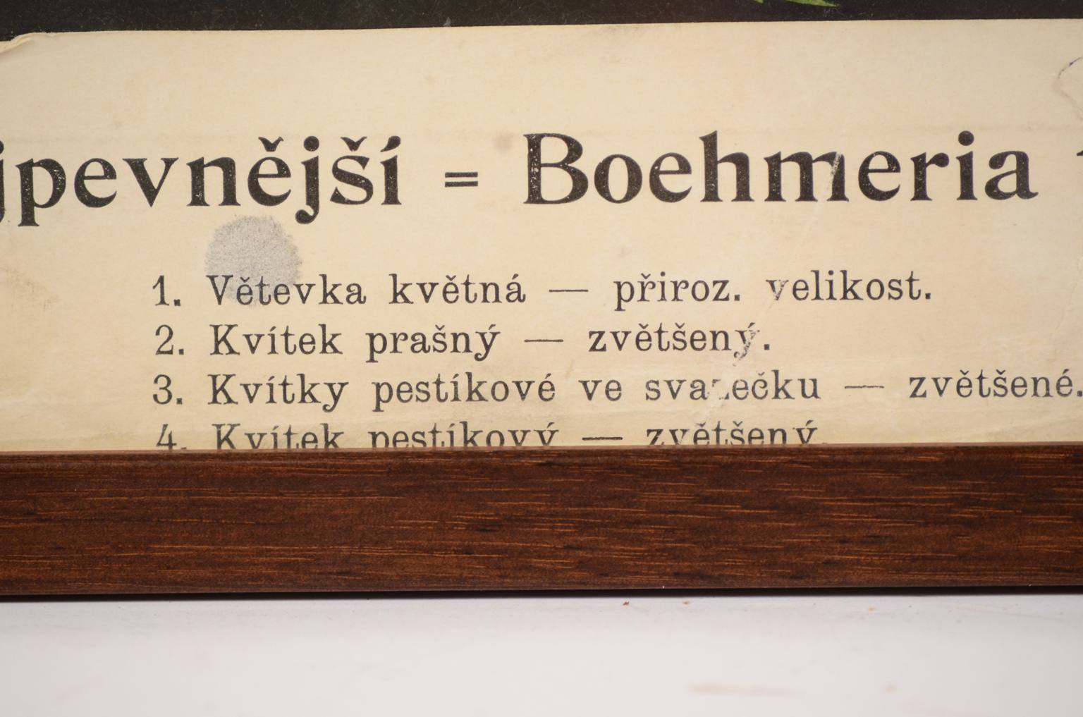 Natural history/4187-1-Boehmeria tenacissima