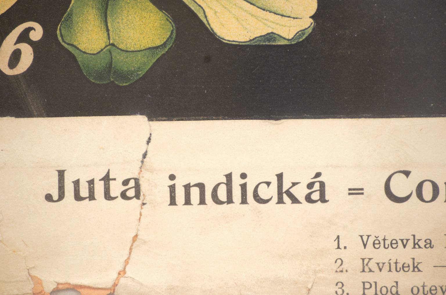 Natural history/4187-1-Boehmeria tenacissima