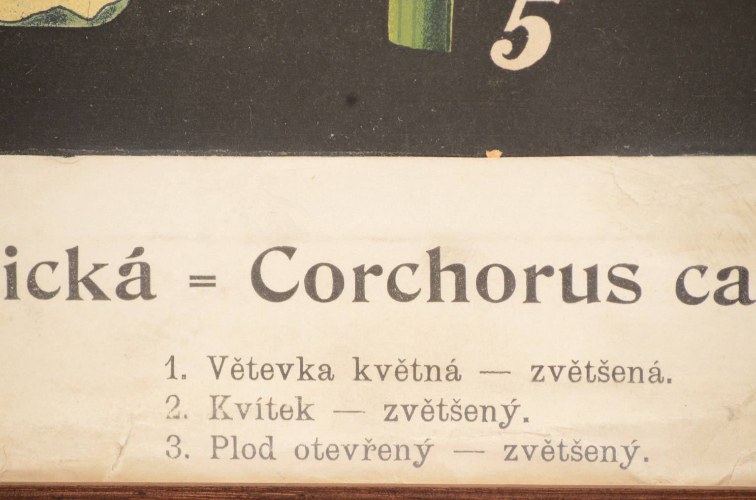 Natural history/4187-1-Boehmeria tenacissima