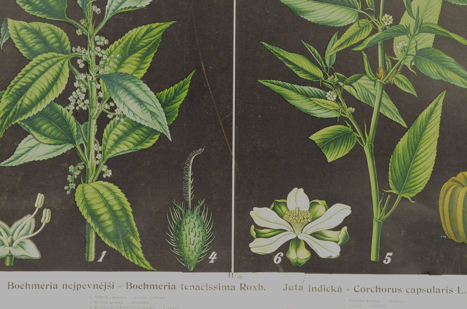 Natural history/4187-1-Boehmeria tenacissima