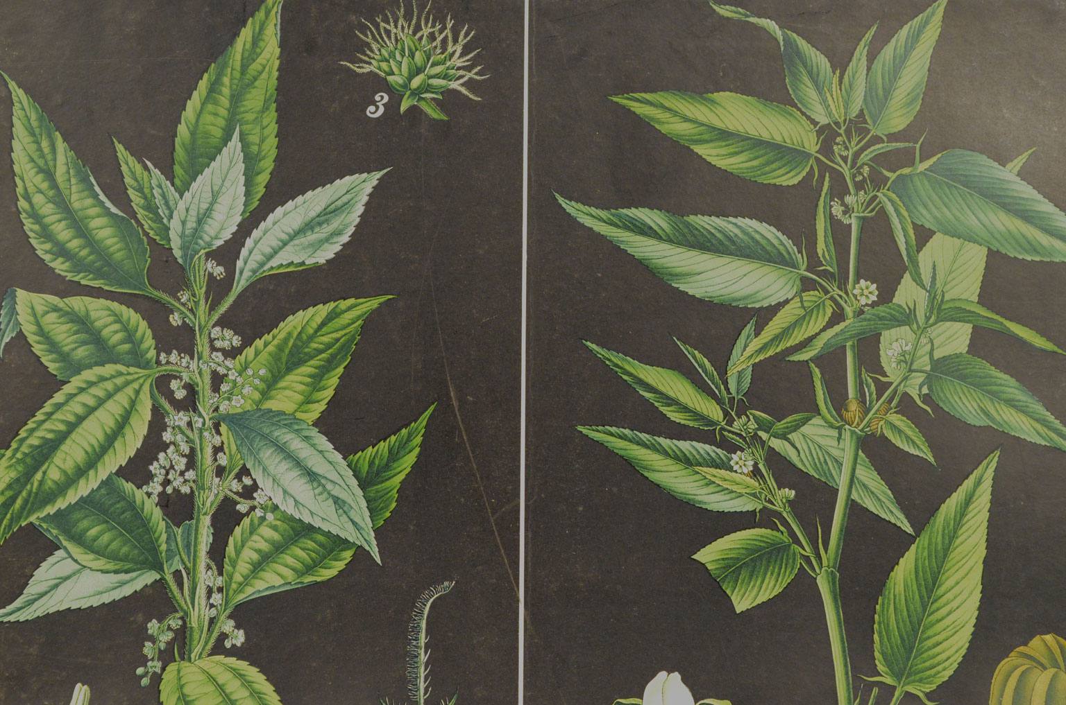 Natural history/4187-1-Boehmeria tenacissima