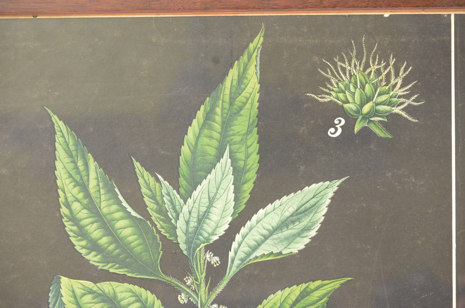 Natural history/4187-1-Boehmeria tenacissima