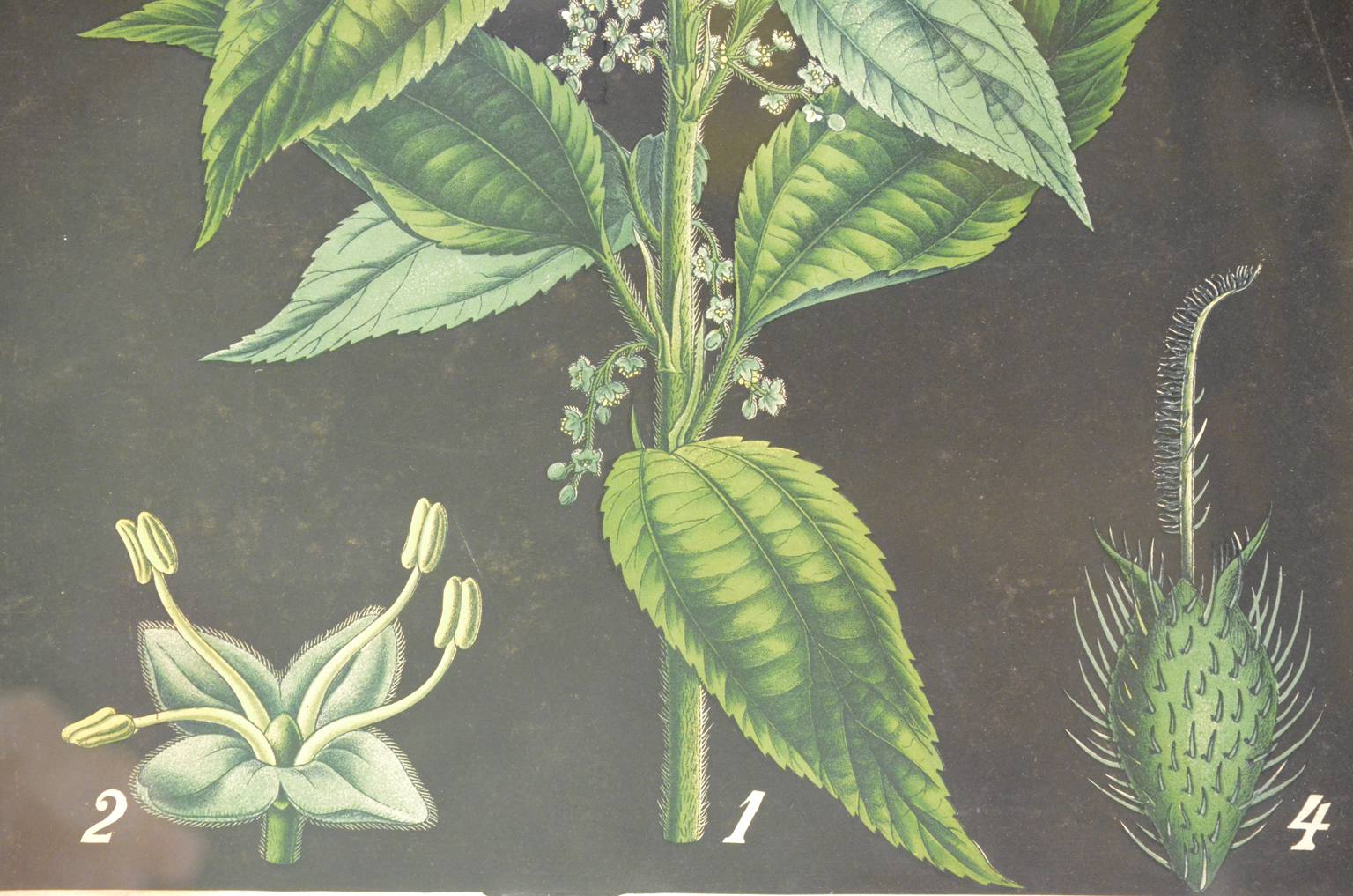 Natural history/4187-1-Boehmeria tenacissima