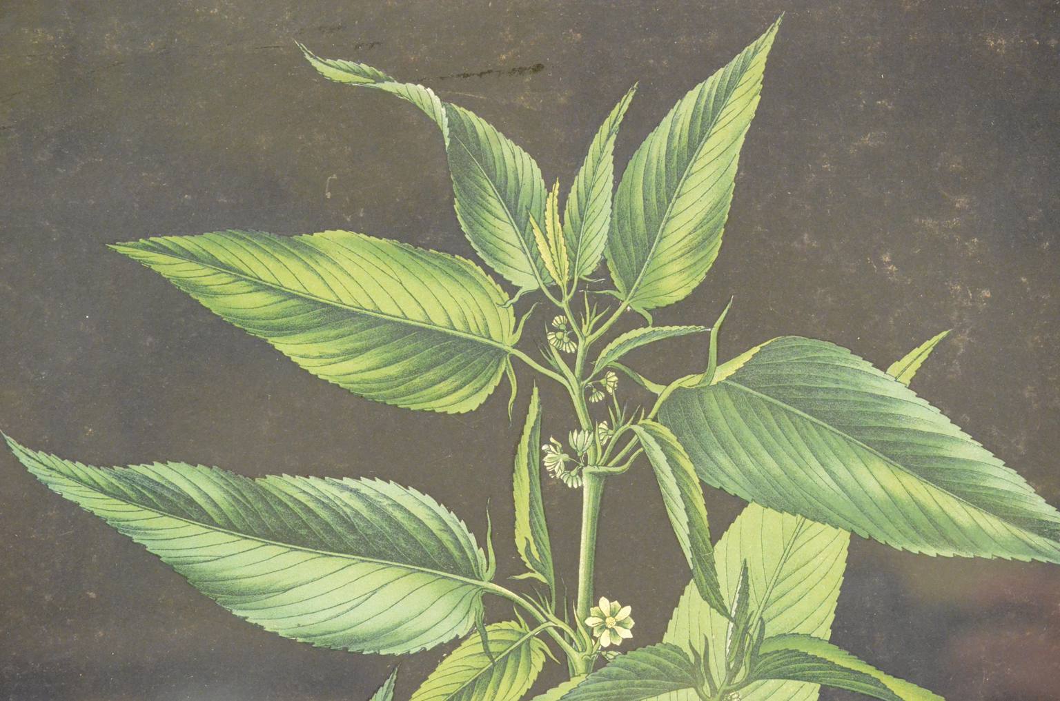 Natural history/4187-1-Boehmeria tenacissima