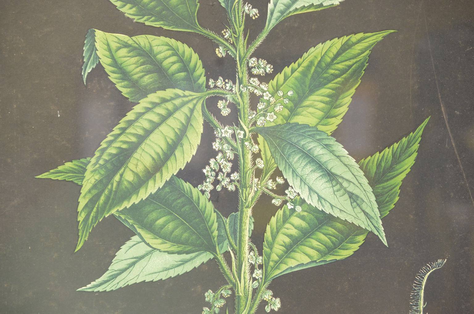 Natural history/4187-1-Boehmeria tenacissima