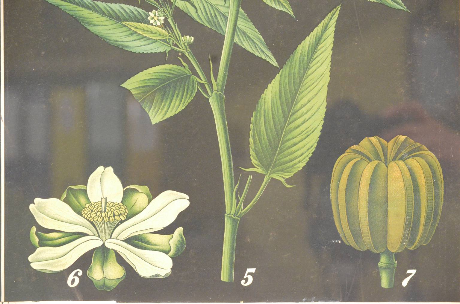 Natural history/4187-1-Boehmeria tenacissima