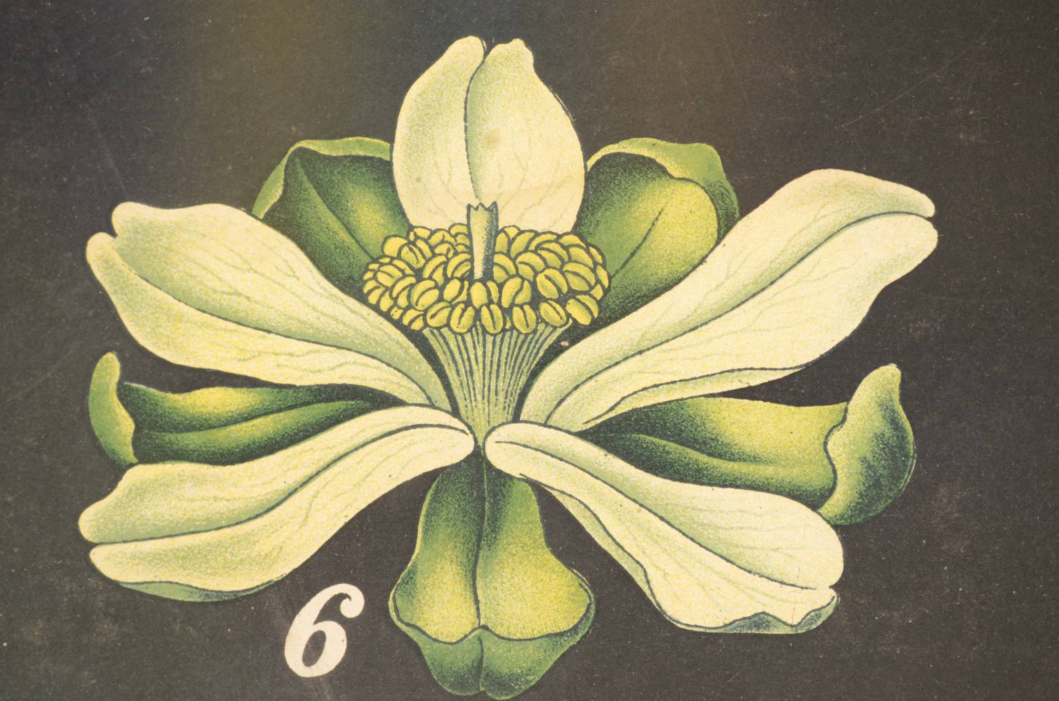 Natural history/4187-1-Boehmeria tenacissima