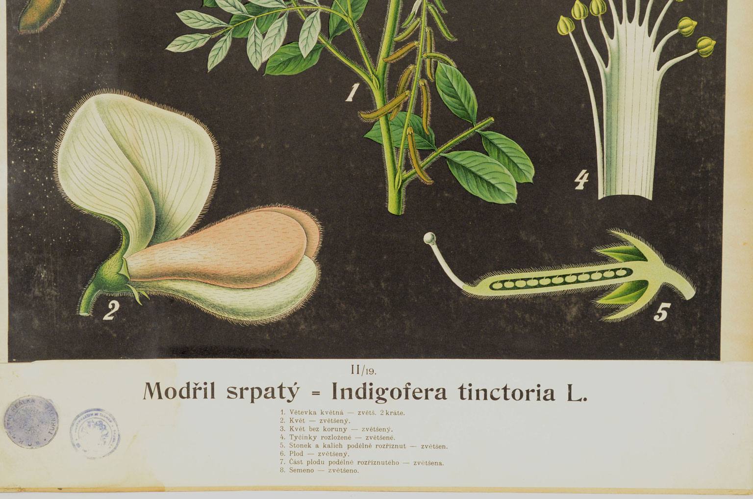 Natural history/4188-Indigofera tinctoria