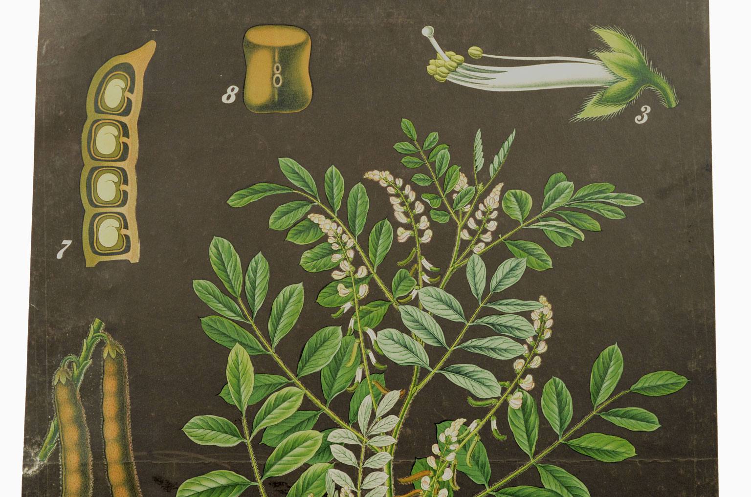 Natural history/4188-Indigofera tinctoria