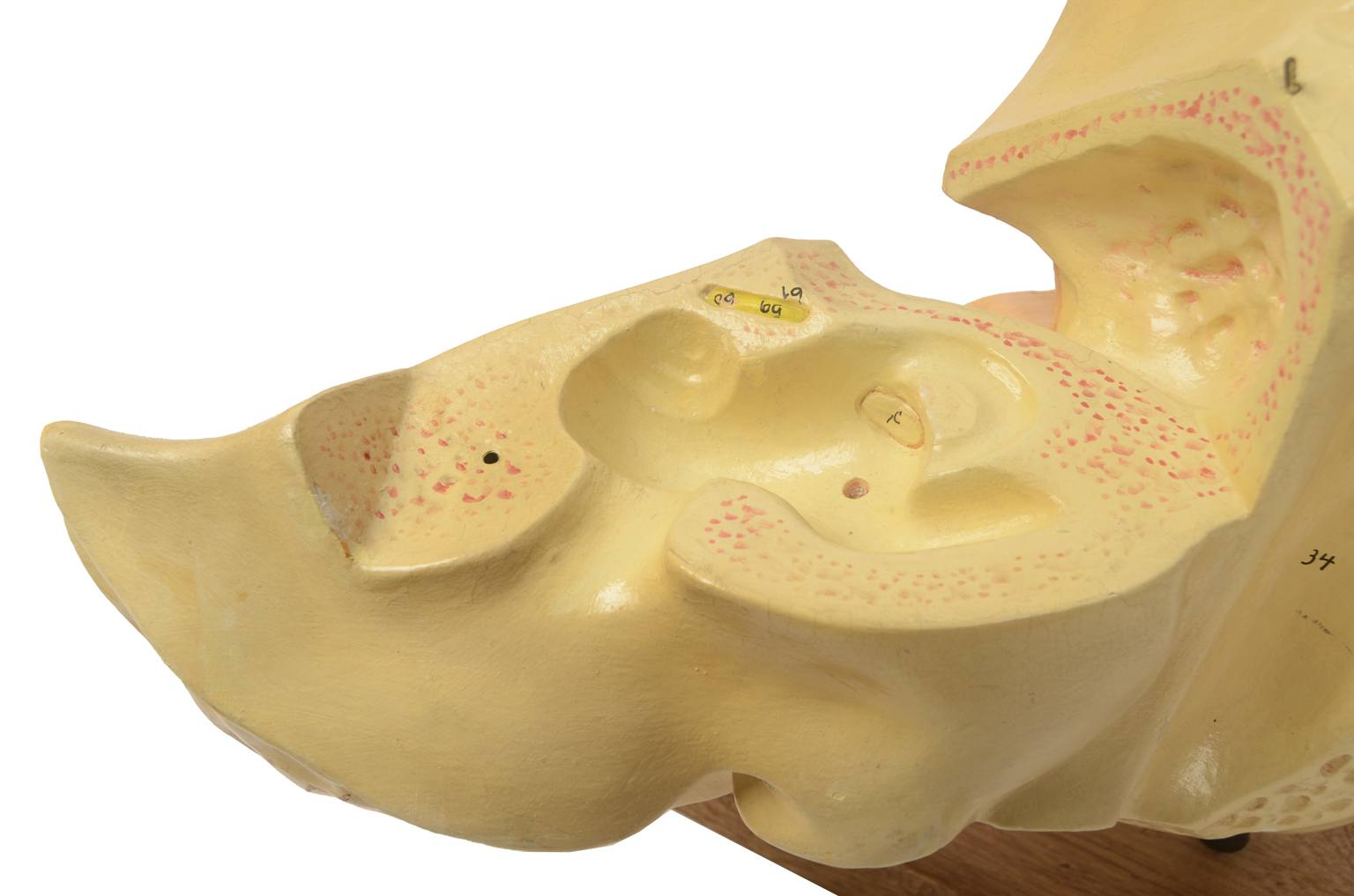 Strumenti medici d'epoca/5164-Modello orecchio