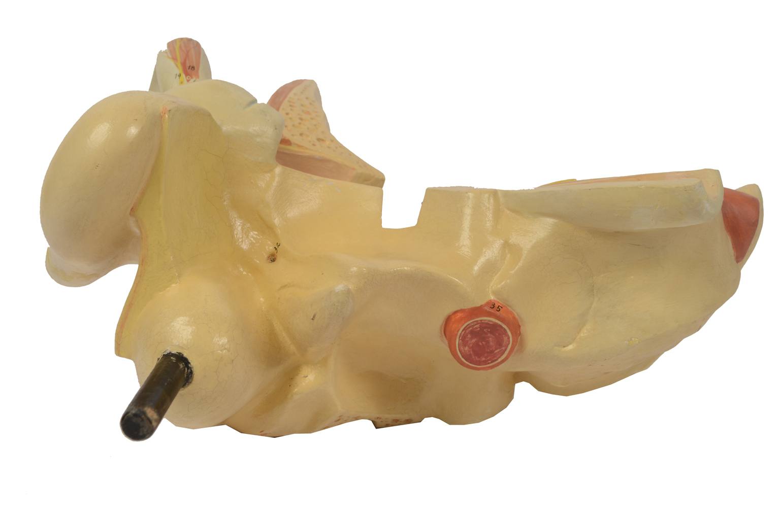 Old medical instruments/5164-Ear model