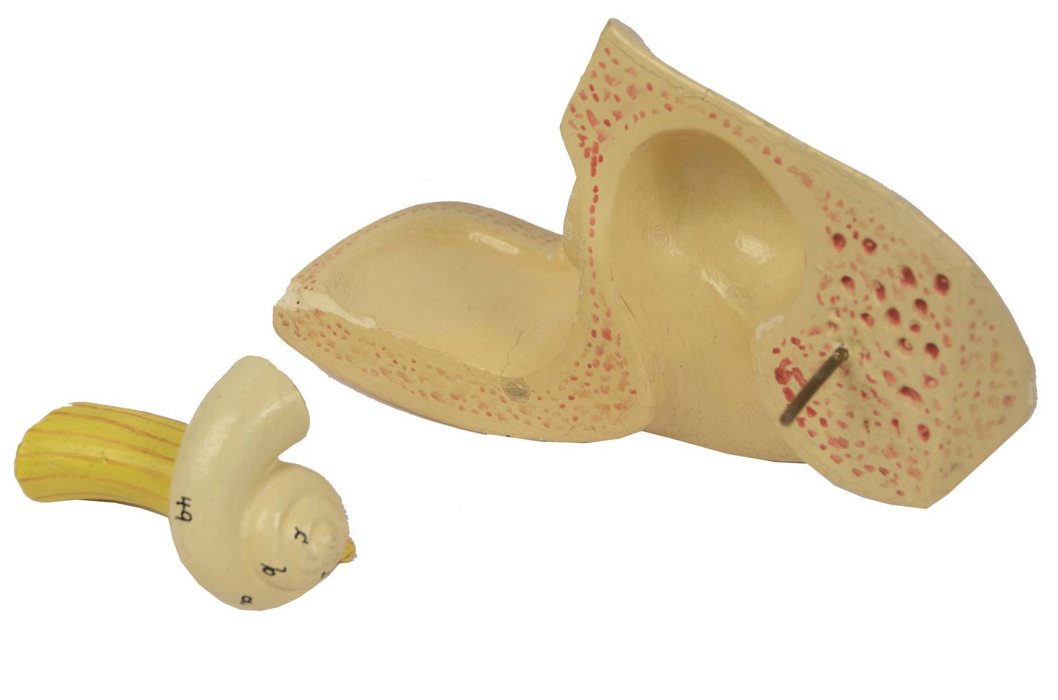 Strumenti medici d'epoca/5164-Modello orecchio