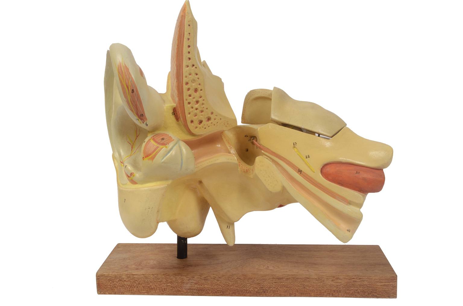 Strumenti medici d'epoca/5164-Modello orecchio