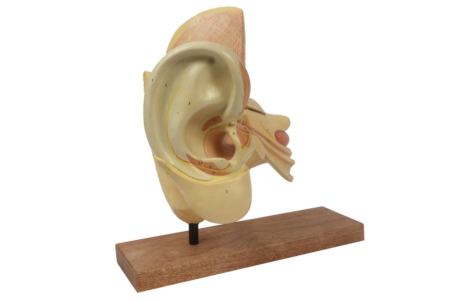 Old medical instruments/5164-Ear model