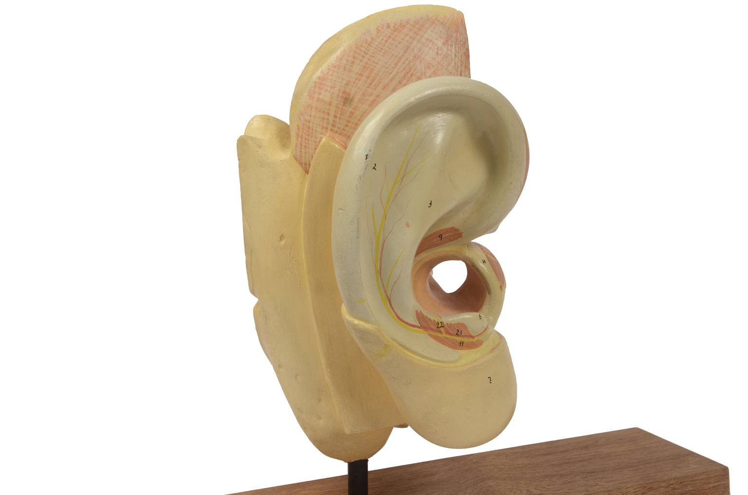 Old medical instruments/5164-Ear model