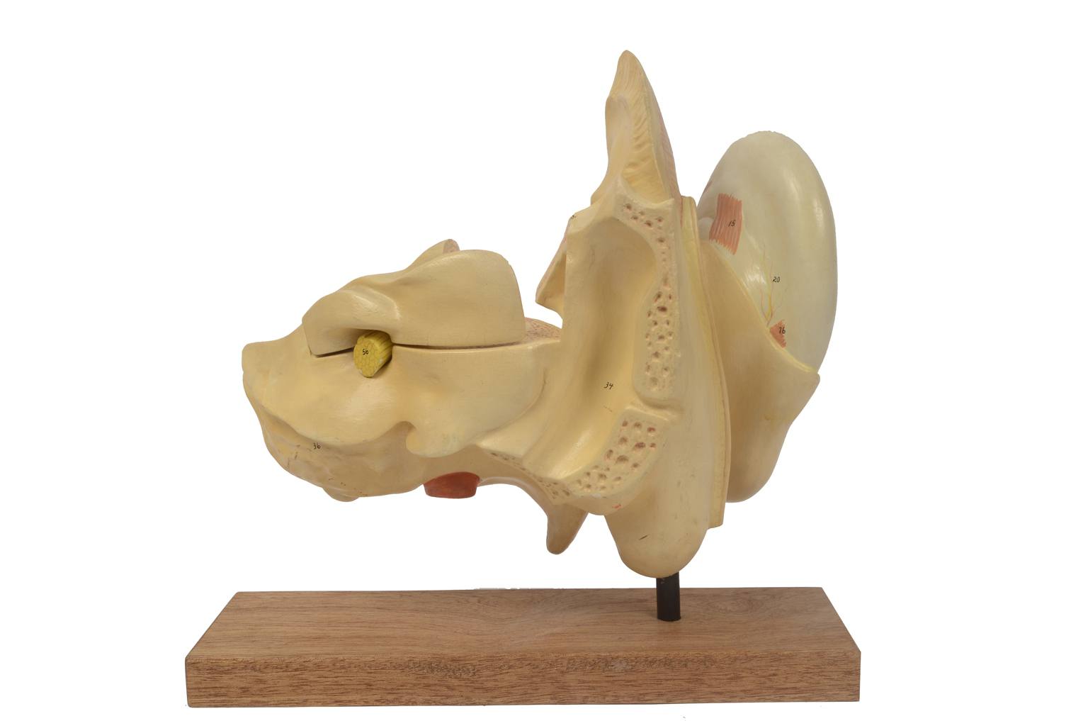 Strumenti medici d'epoca/5164-Modello orecchio