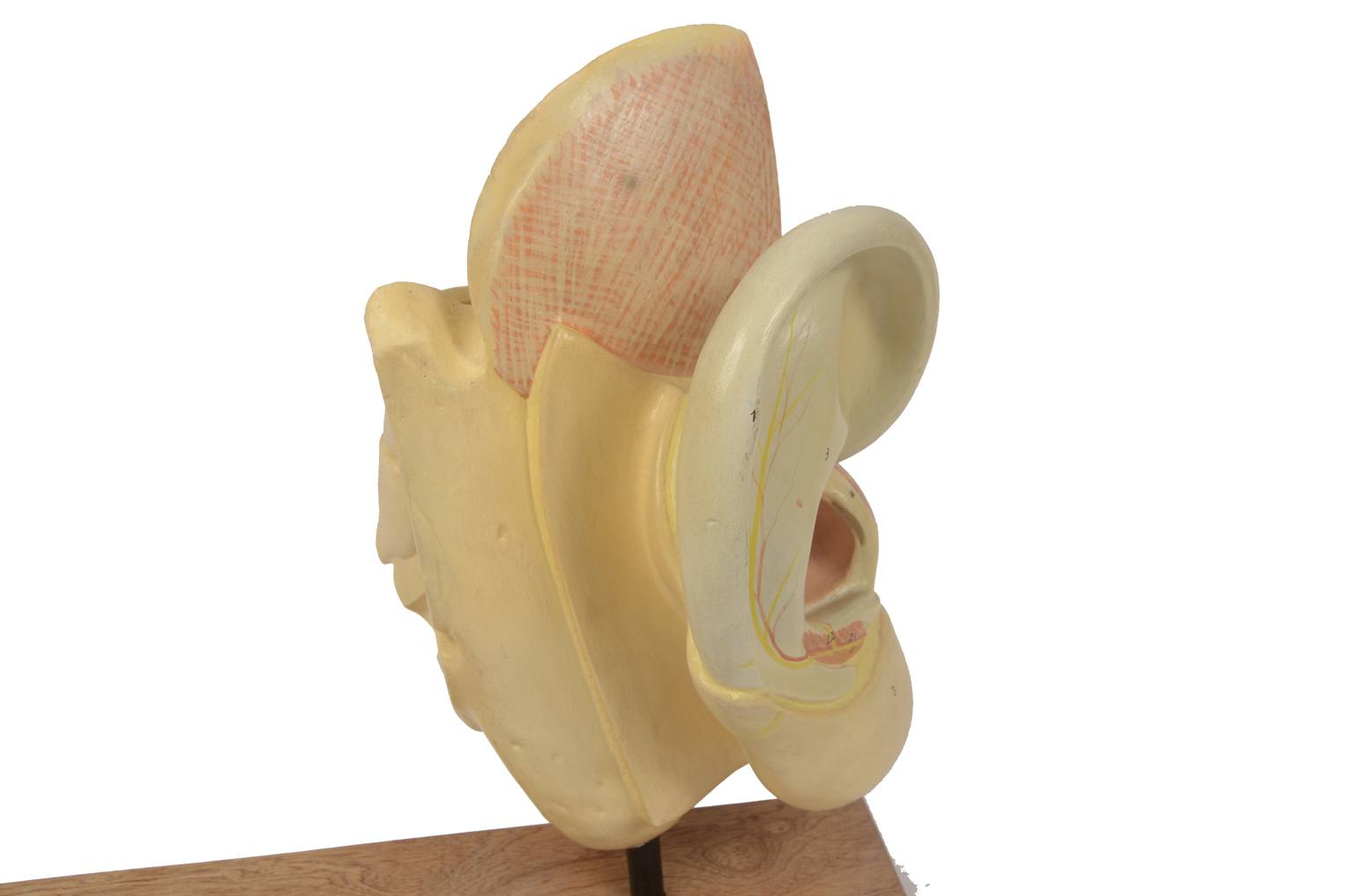 Old medical instruments/5164-Ear model