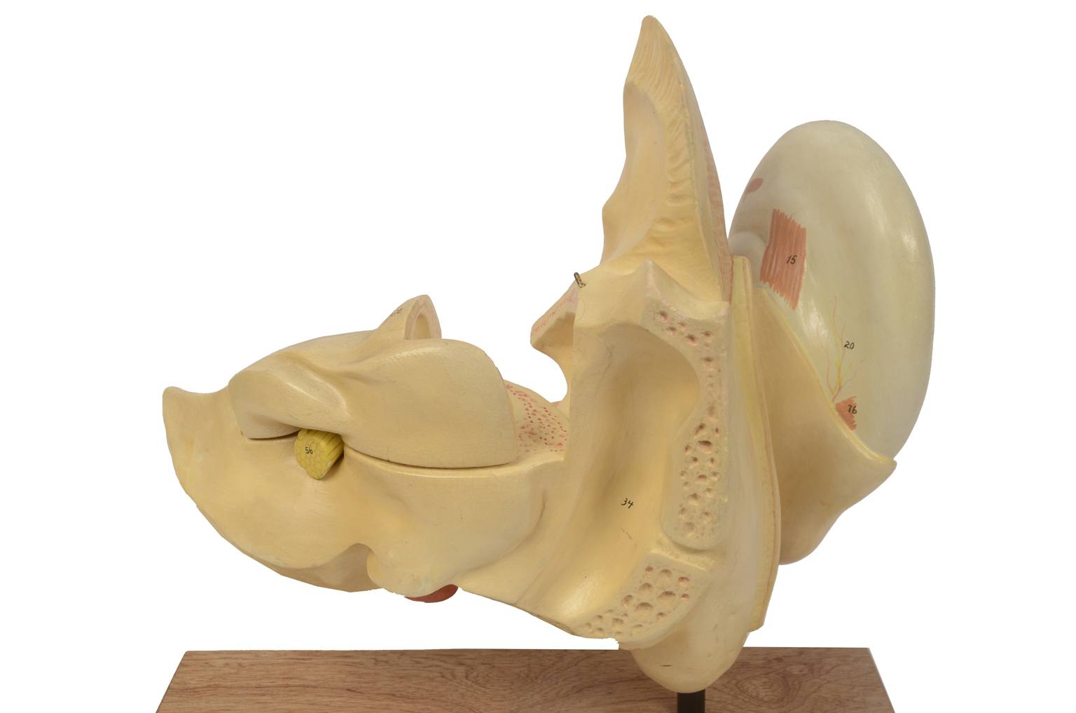 Old medical instruments/5164-Ear model