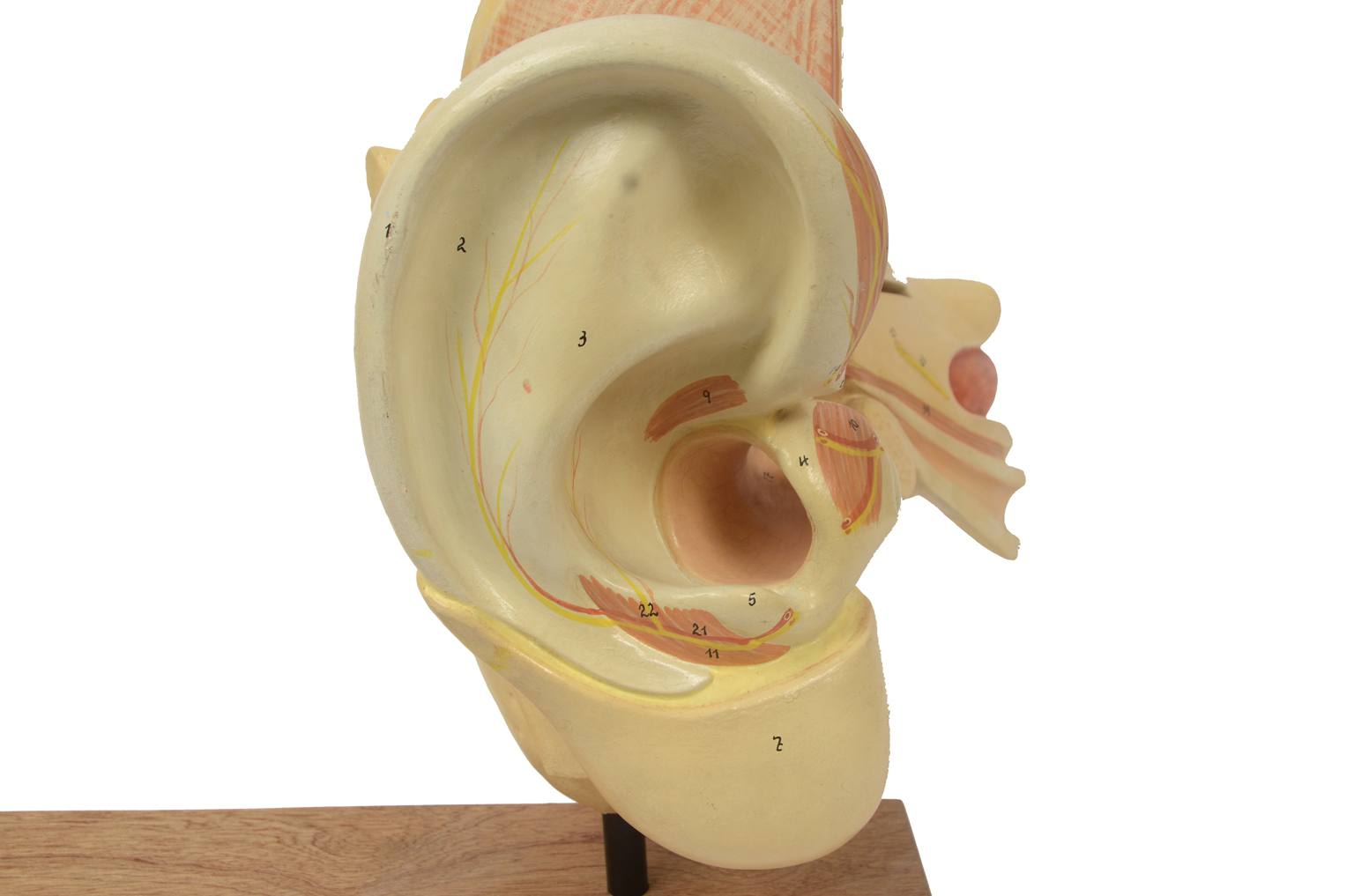 Old medical instruments/5164-Ear model
