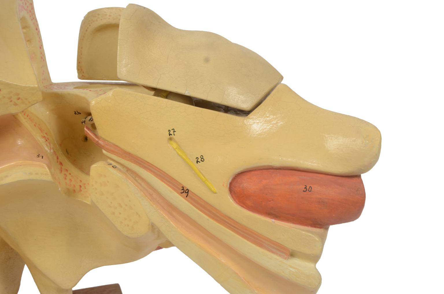 Old medical instruments/5164-Ear model