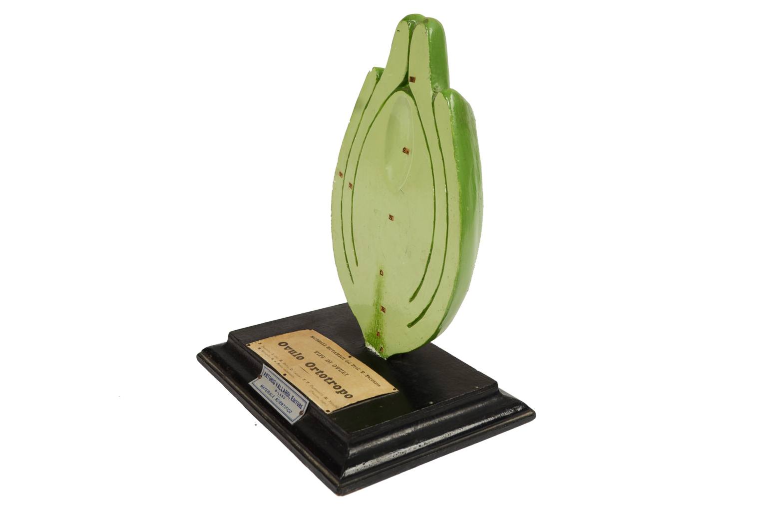 Natural history/542A-Botanical model