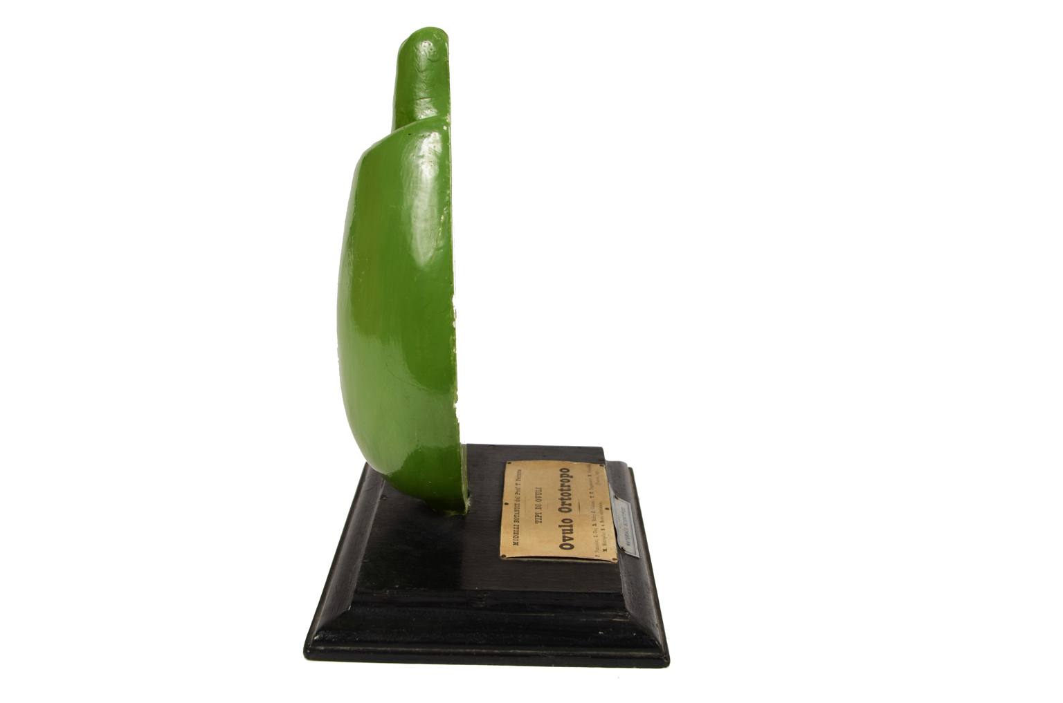 Natural history/542A-Botanical model