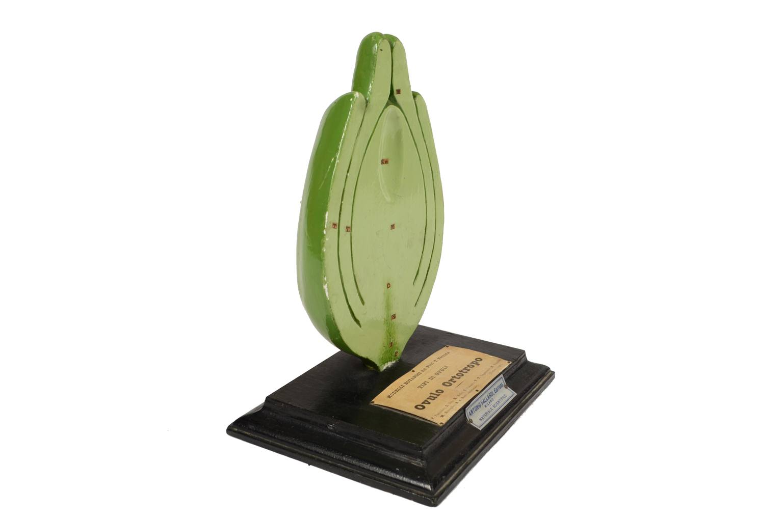 Natural history/542A-Botanical model