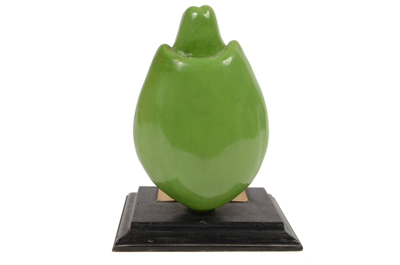 Natural history/542A-Botanical model