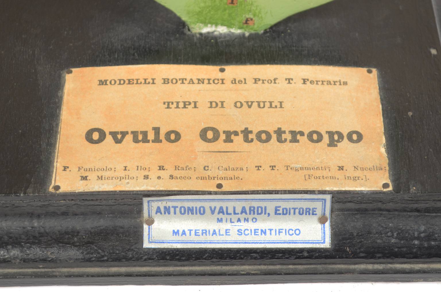 Natural history/542A-Botanical model