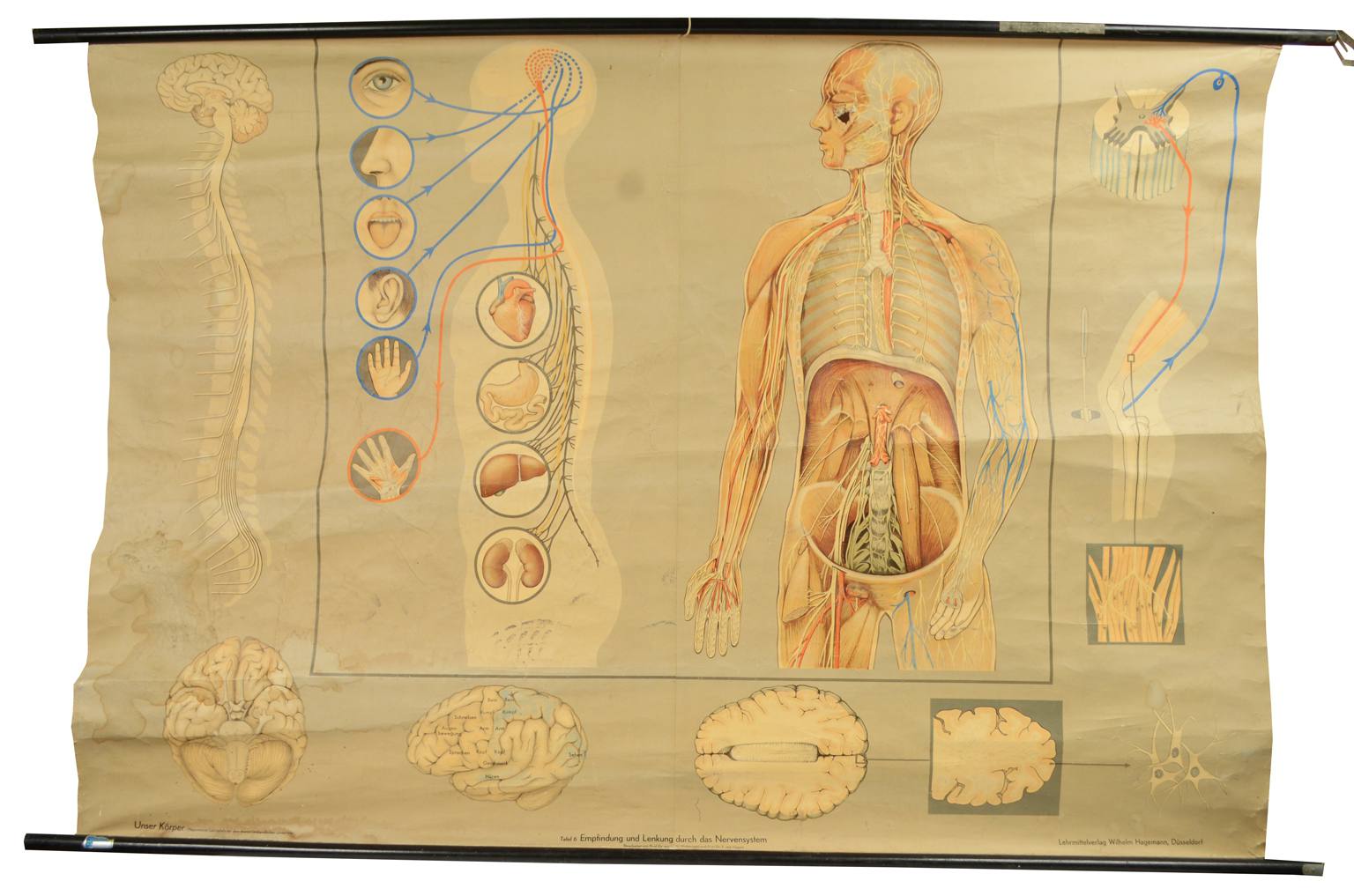 Strumenti medici d'epoca/544A-Tavola anatomica