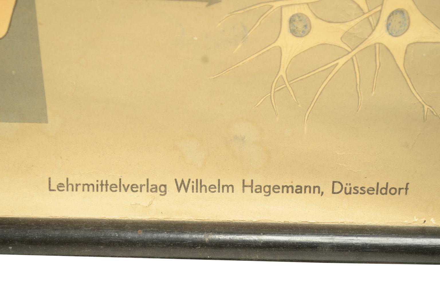 Old medical instruments/544A-Anatomical plate