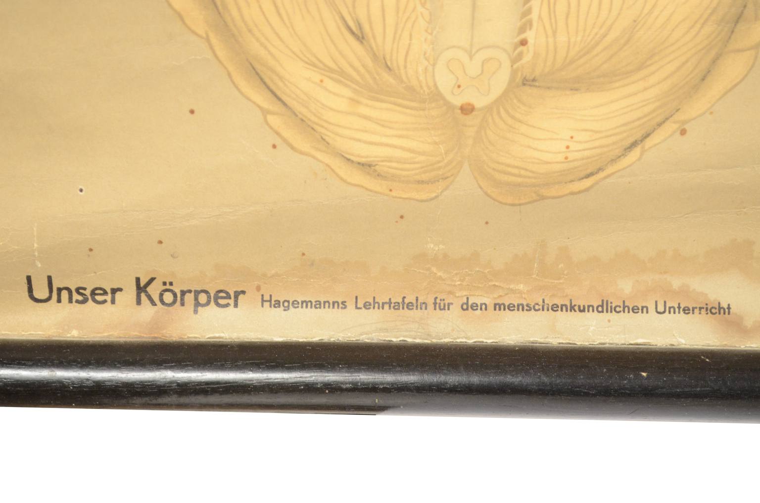 Old medical instruments/544A-Anatomical plate