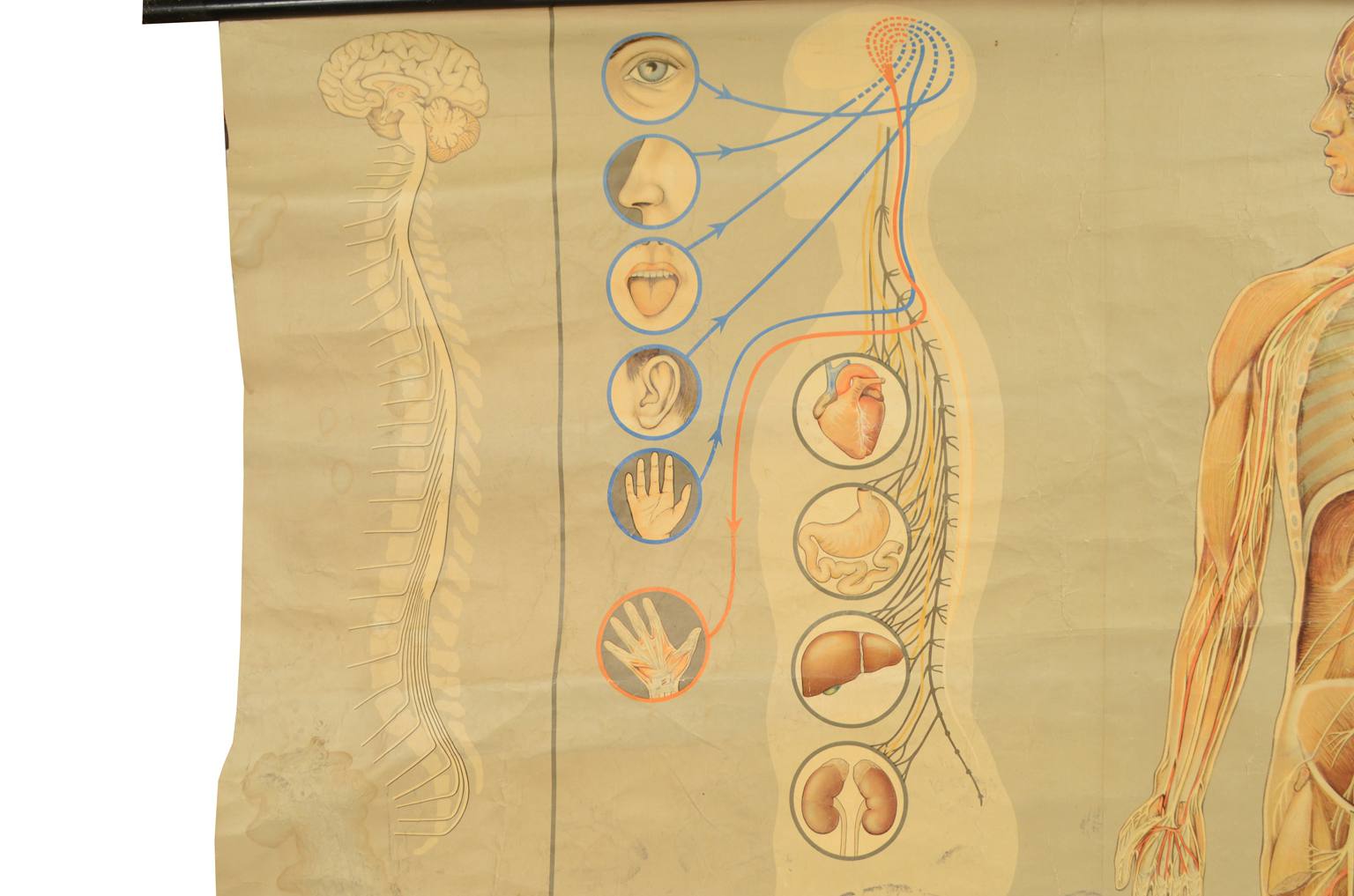 Old medical instruments/544A-Anatomical plate