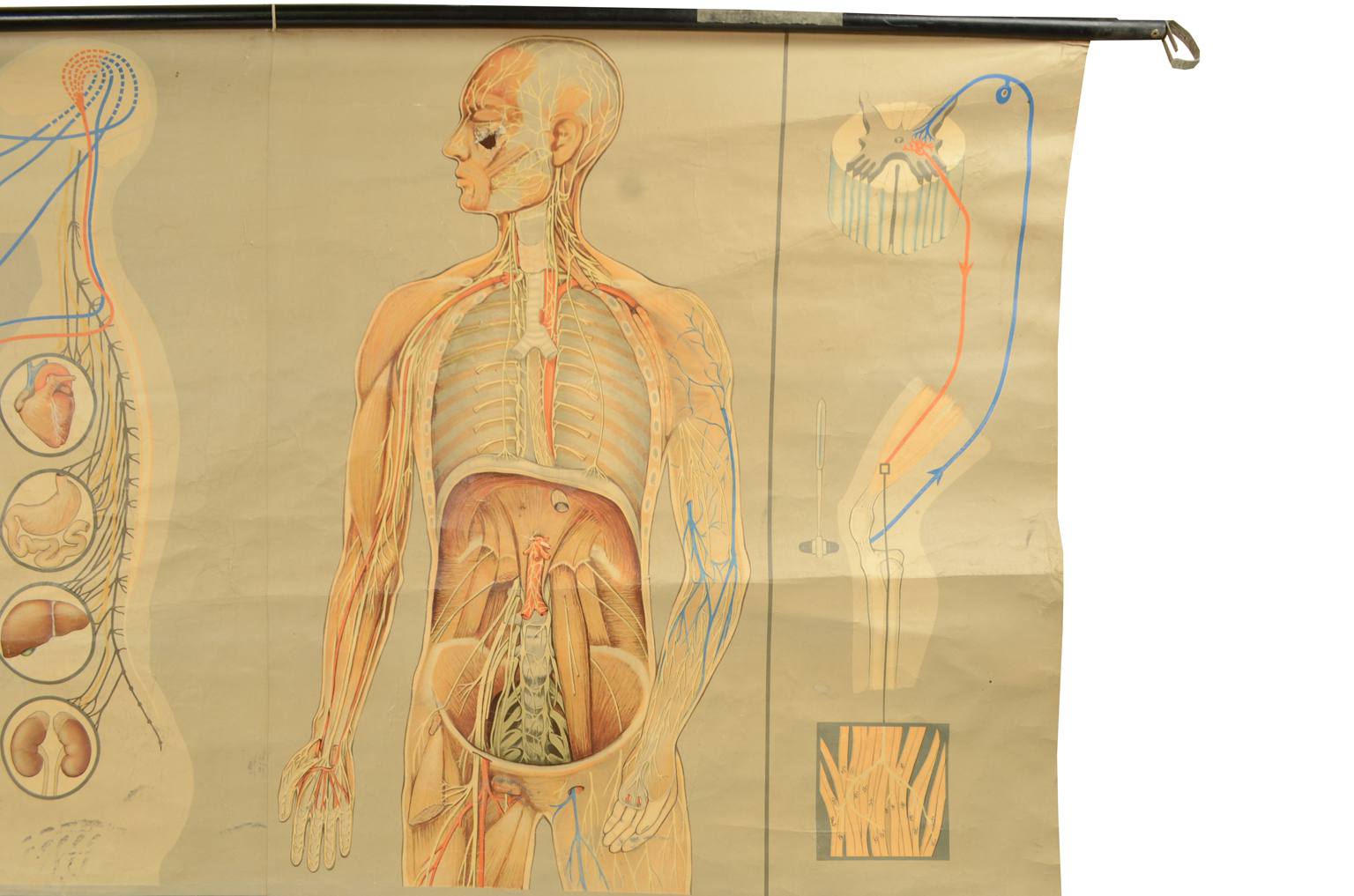 Old medical instruments/544A-Anatomical plate
