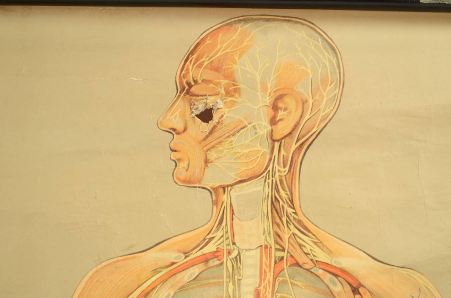 Strumenti medici d'epoca/544A-Tavola anatomica