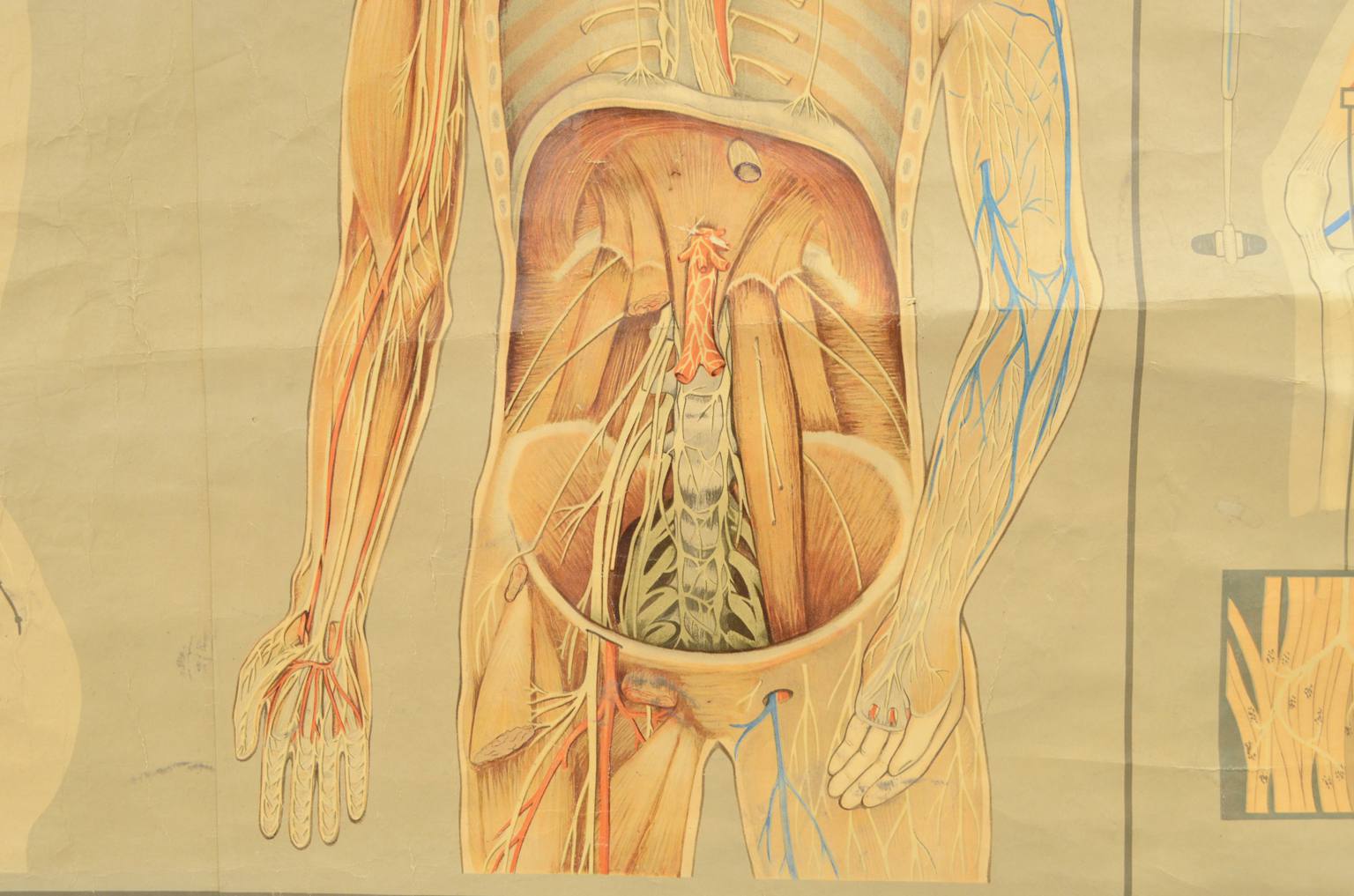 Old medical instruments/544A-Anatomical plate