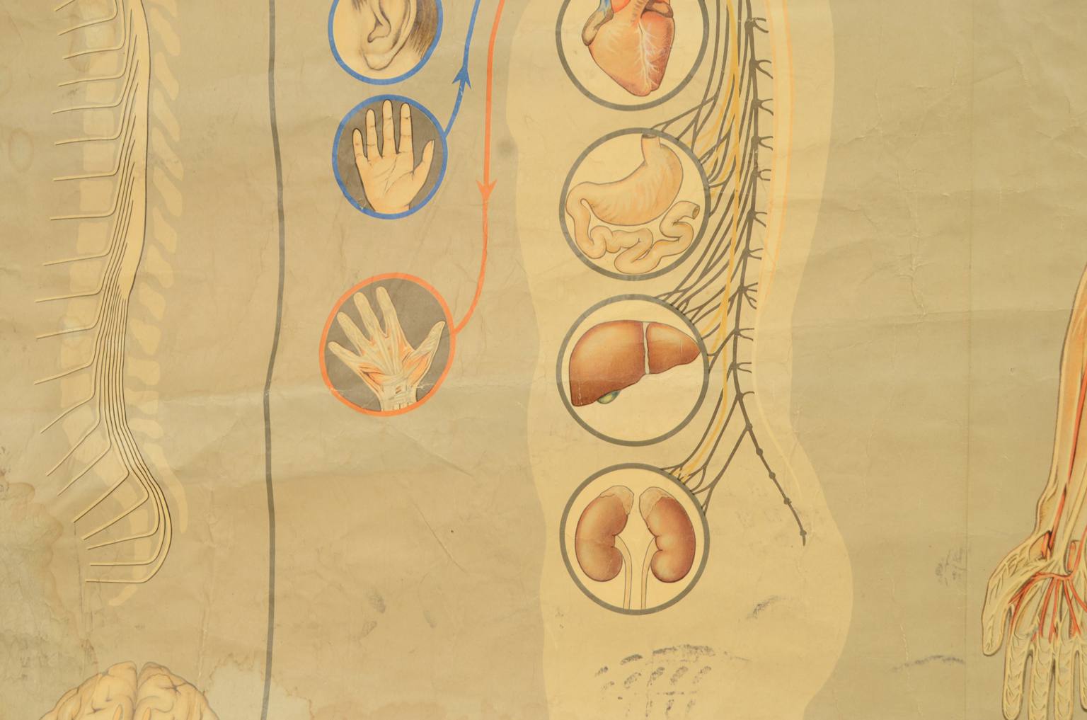 Strumenti medici d'epoca/544A-Tavola anatomica