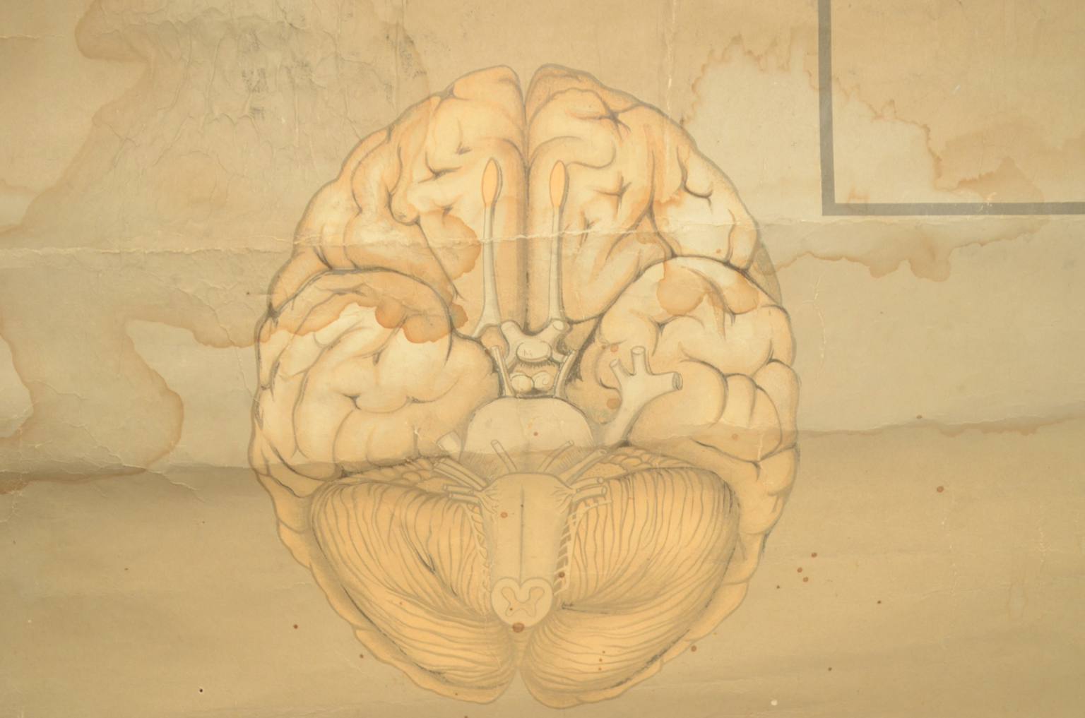 Old medical instruments/544A-Anatomical plate