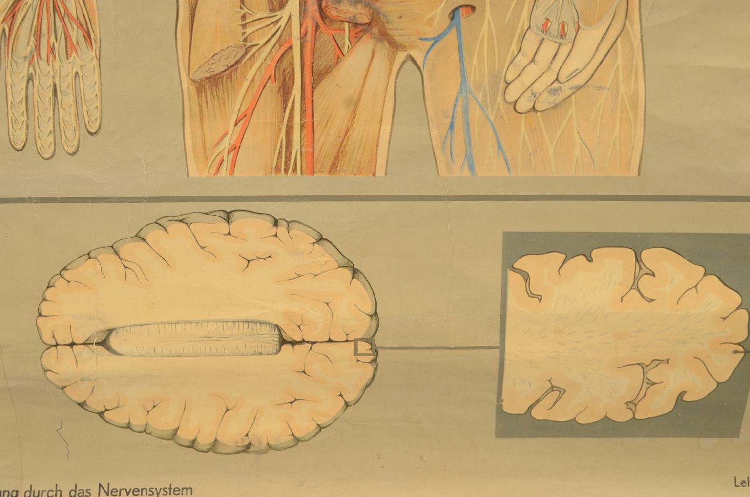 Old medical instruments/544A-Anatomical plate