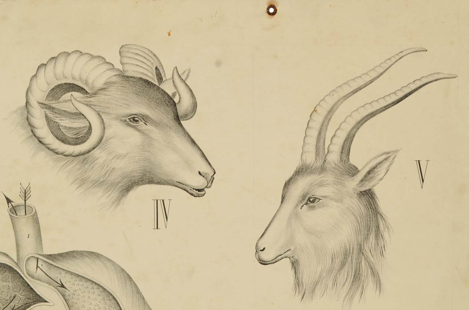 Natural history/577A-Zoological plate