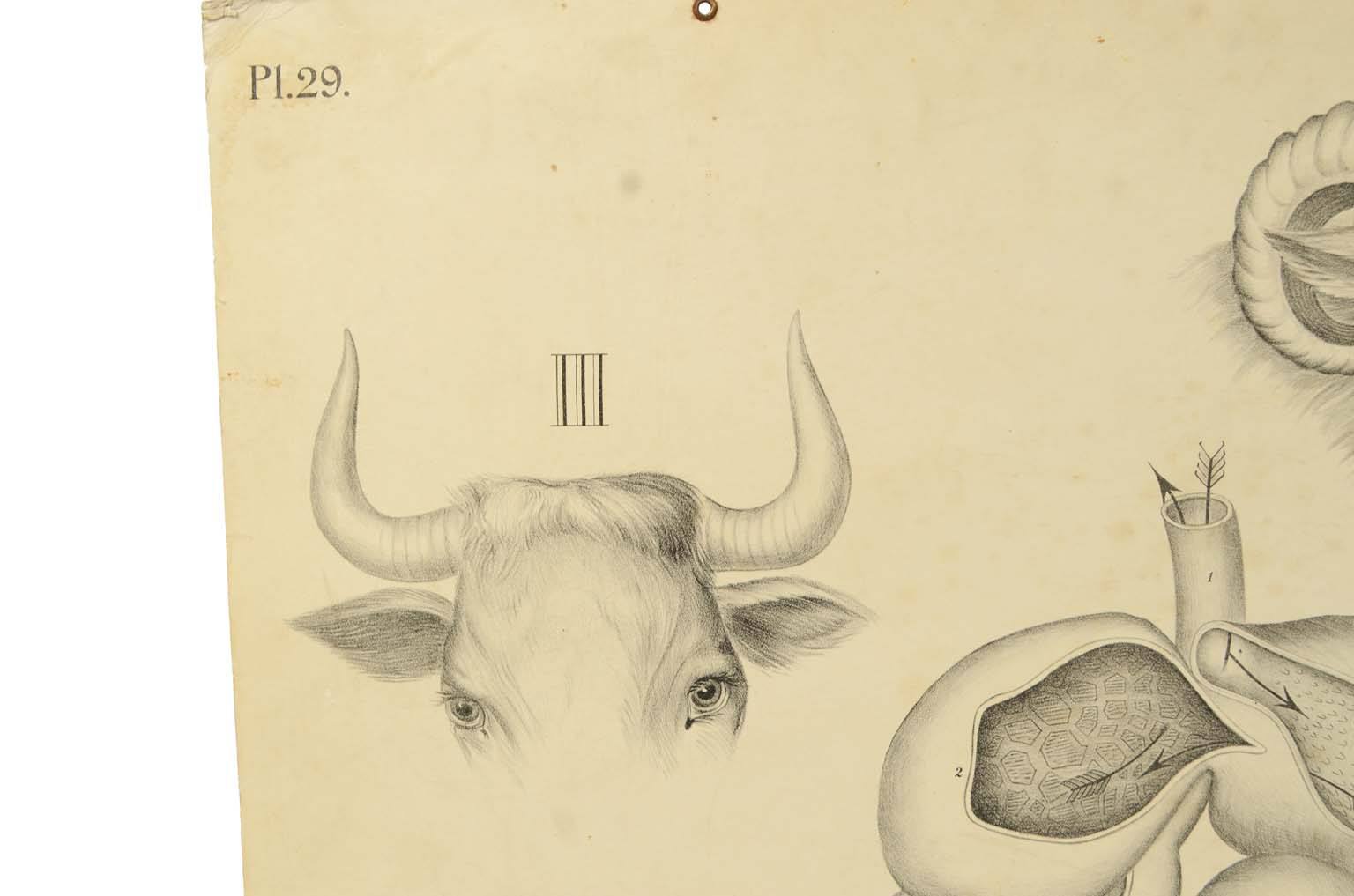 Natural history/577A-Zoological plate