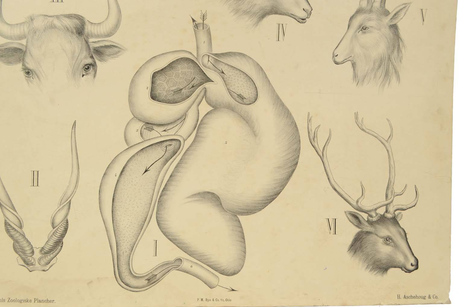 Natural history/577A-Zoological plate